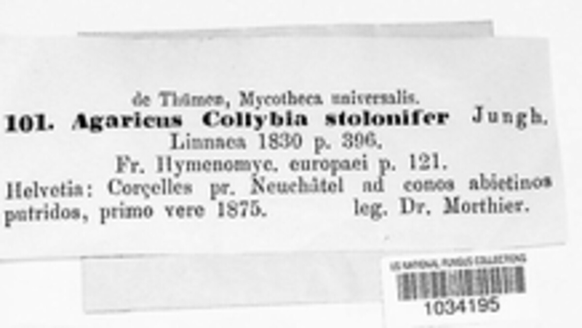 Strobilurus tenacellus image